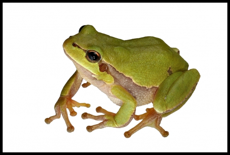 frog